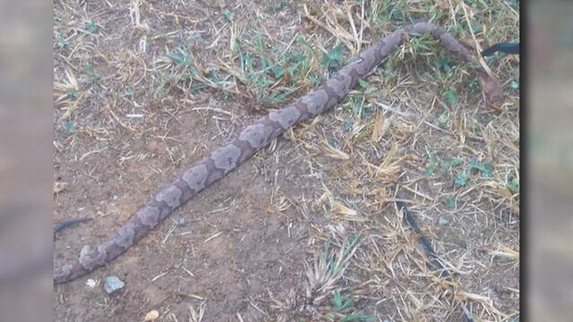 Cadáver de la serpiente cabeza de cobre, una de las más venenosas del mundo. Foto: Teresa Seals