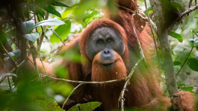 Orangután de Tapanuli. Foto: difusión.
