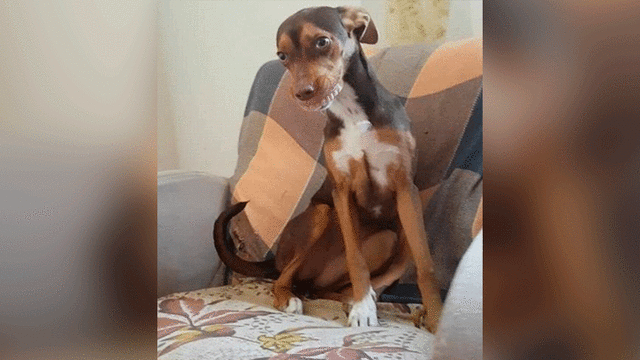 perrito dentadura postiza