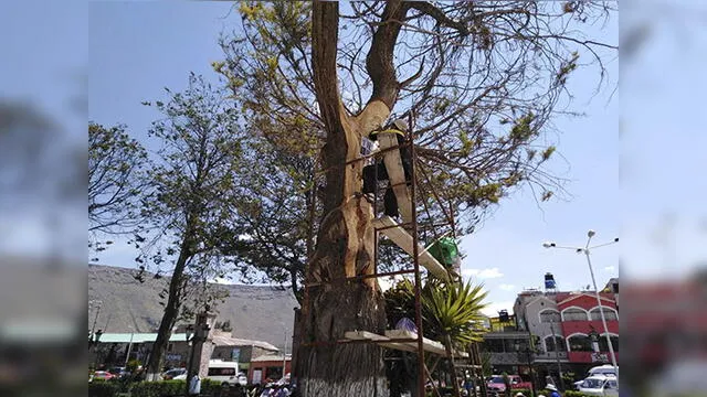 Arequipa: Artesanos tallan la imagen de Cristo en árbol de plaza de Chivay [FOTOS] 