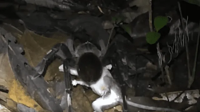 YouTube: científicos visitan selva de Perú y descubren enorme tarántula que devoraba a zarigüeya [VIDEO]