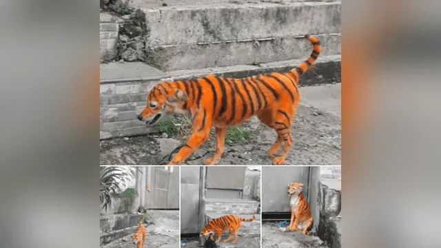 “No es gracioso, es maltrato animal”: buscan a culpables de pintar a perro como tigre [FOTOS]