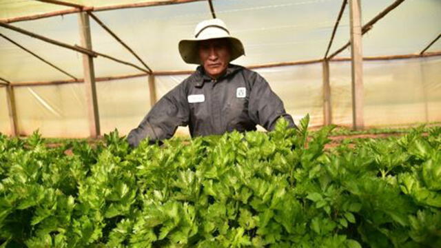 Sebastián Carbajal Paucar tiene un biohuerto donde produce varios productos ecológicos. Foto: Andina.