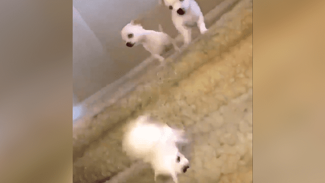 YouTube viral: perros se van de cabeza al intentar seguir a su madre por unas escaleras [VIDEO]