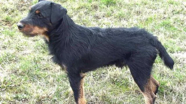 Perrito recorrió 380 kilómetros para volver a su hogar con su ‘familia’