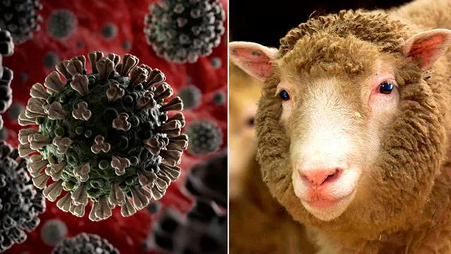 Reino Unido: Los científicos responsables de la clonación de Dolly presentan una terapia con células inmunes para tratar el coronavirus COVID-19. (Foto: Composición)