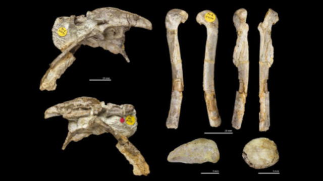 Por los restos fósiles de Pendraig milnerae, se cree que esta criatura carnívora fue del tamaño de una gallina. Foto: Spiekman SNF/ R. Soc. Open. Scie.