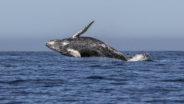 Según el estudio, la población de ballenas ha descendido en un 90% desde 1850. Foto: Fernando Castillo / AFP