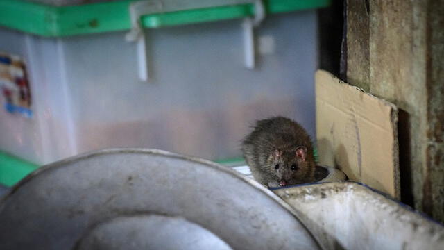 La Hepatistis E de ratas es una enfermedad que aún la ciencia no ha mostrado estudios concluyentes. Foto: AFP.