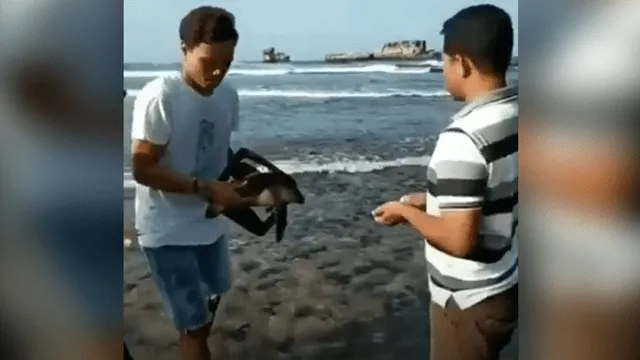 Facebook viral: jóvenes rescatan a tortuga que estaba atrapada en un tacho de plástico [VIDEO]