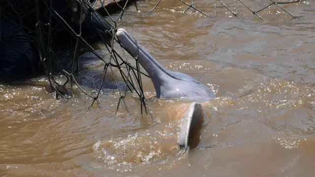 Buscan salvar de la extinción a los delfines de río en el Amazonas [FOTOS]