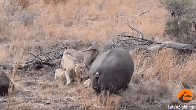 YouTube viral: hambriento hipopótamo quiere comer con feroces leones, se acerca y sucede lo inesperado [VIDEO]