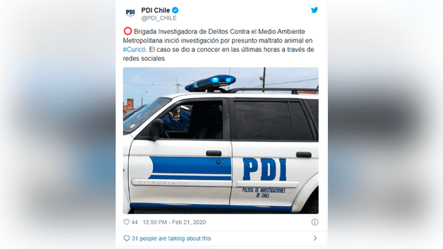 Hallan gato desollado y disecado en casa de hombre investigado por maltrato animal