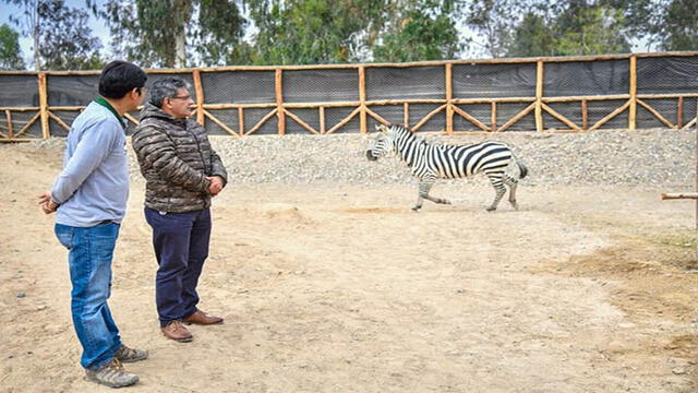 Cebra de zoológico de Tacna se recuperó de operación [FOTOS Y VIDEO]  