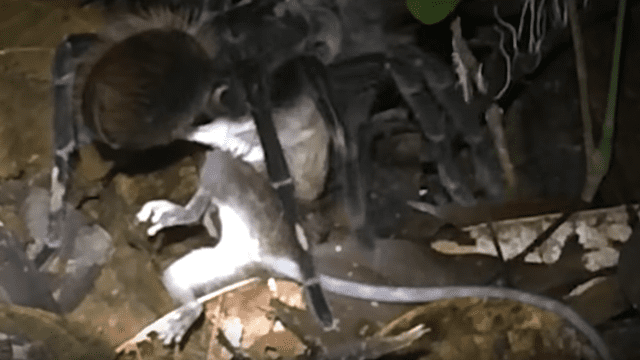 YouTube: científicos visitan selva de Perú y descubren enorme tarántula que devoraba a zarigüeya [VIDEO]