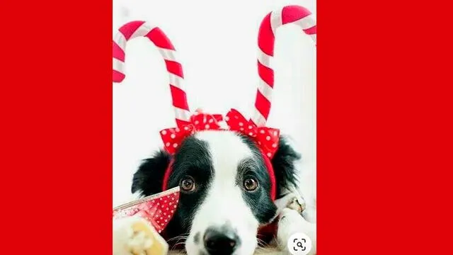 Navidad: 10 vestuarios para que tu mascota luzca impecable en la Noche Buena [FOTOS]