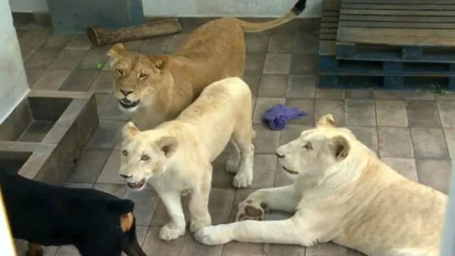 YouTube: conmoción en México porque empresario cría tres leones africanos en el techo de su casa [VIDEO]