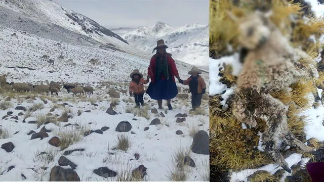 Cusco: Frío en Chumbivilcas provoca la muerte de más de mil alpacas