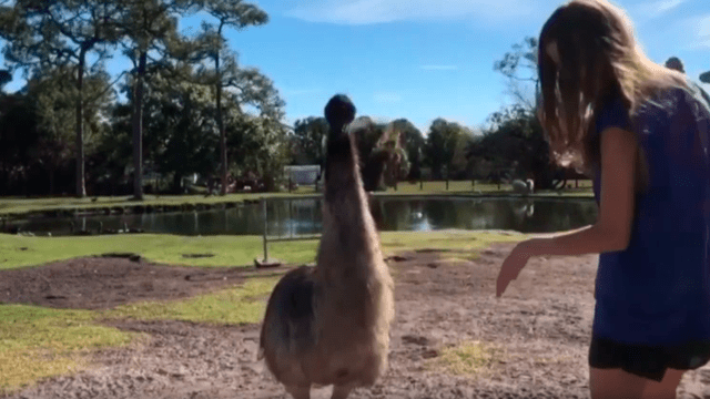 YouTube viral: mujer intenta tomarse foto con ñandú, pero un enfurecido cisne lo arruina todo [VIDEO]