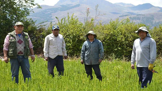 Inició la venta de diversas plantas desde S/ 1 en Cusco