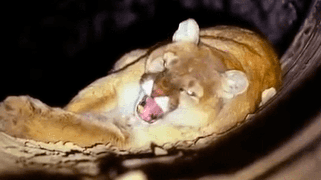 Facebook viral: pareja ingresa a peligrosa cueva donde vivía hambriento puma y esto sucede [VIDEO]