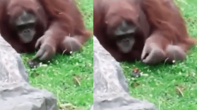 Facebook: orangután salvó de morir a un pajarito quien se encontraba atrapado