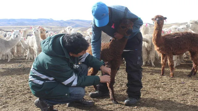 Crías de camélidos en mayor riesgo por heladas en Arequipa [FOTOS]