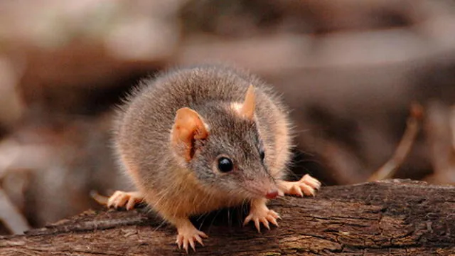 El apareamiento de esta especie fue estudiado por un equipo de científicos de la Universidad de Tecnología de Queensland. Foto: Dr. Andrew Baker