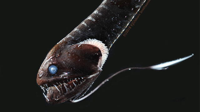 Idiacantus. Foto: Karen Osborn / Smithsonian.