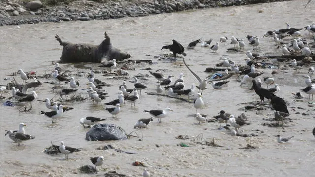 Playa Márquez del Callao el más contaminado del país [FOTOS]