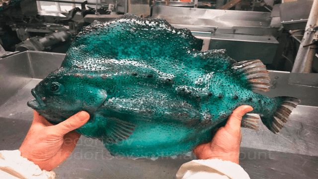 10 extrañas criaturas capturadas en el fondo del mar cuyo aspecto asusta a todos [FOTOS]