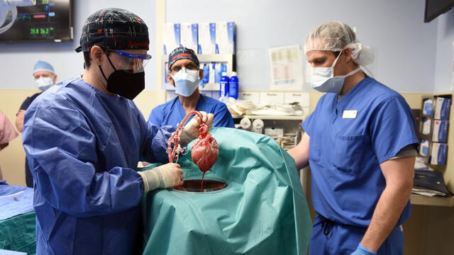 Los médicos se preparan para implantar un corazón porcino de Revivicor a David Bennet, un hombre estadounidense de 57 años. Foto: University of Maryland School / EFE