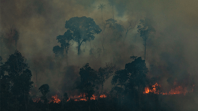 El cambio climático también determinará la velocidad de regeneración de los bosques. Foto: AFP.