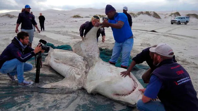 Este tiburón fue hallado sin hígado en Sudáfrica. Es el cuarto asesinado por orcas desde mayo. Foto: Island Conservation Trust.