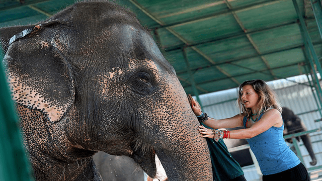 India: el primer hospital de elefantes abre sus puertas para salvar a víctimas de circos y maltratos [FOTOS]