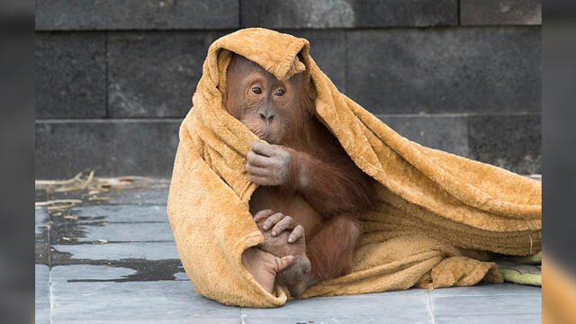 Bebé orangután tiene un berrinche y la reacción de su madre se vuelve viral [FOTOS]