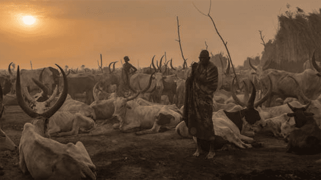 Sudán del Sur: tiroteo por robo de ganado deja al menos 50 muertos 