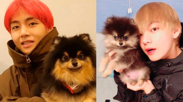 BTS: V suele llamar a su perro  "Yeontan"  con el diminutivo "Tan".