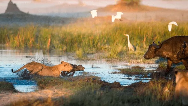 Búfalo bebé fue perseguido por leona