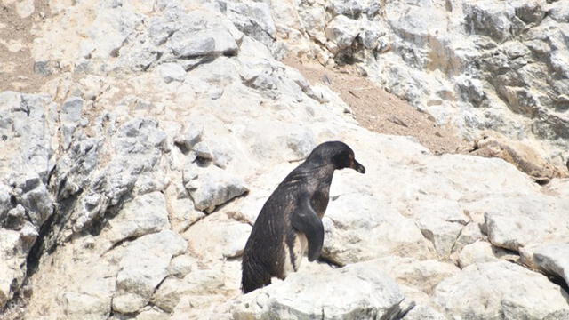Colonia de pingüinos de Humboldt está en riesgo puesto que algunos de ellos se encuentran en la etapa de muda de su plumaje. Foto: Sernanp