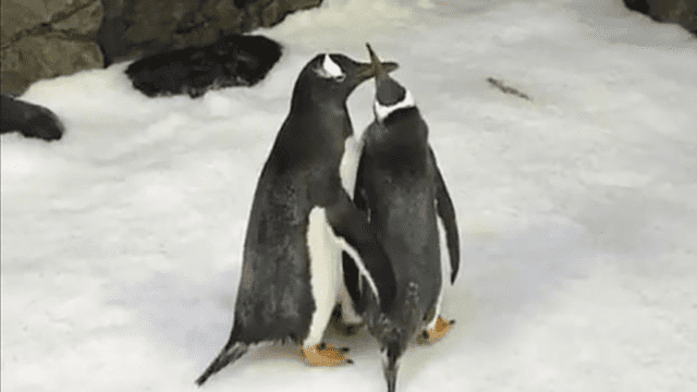 YouTube: dos pingüinos del mismo sexo incuban un huevo en el acuario de Sidney [VIDEO]