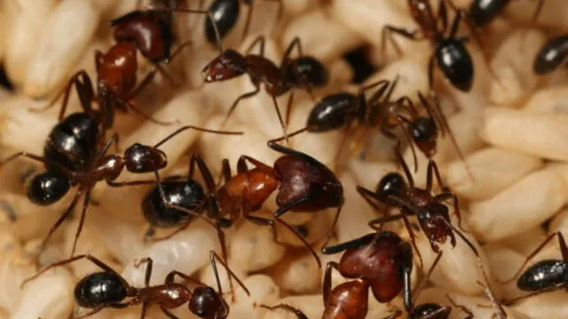 Las hormigas obreras y soldados son las que menos duermen en la colonia. Foto: scienews