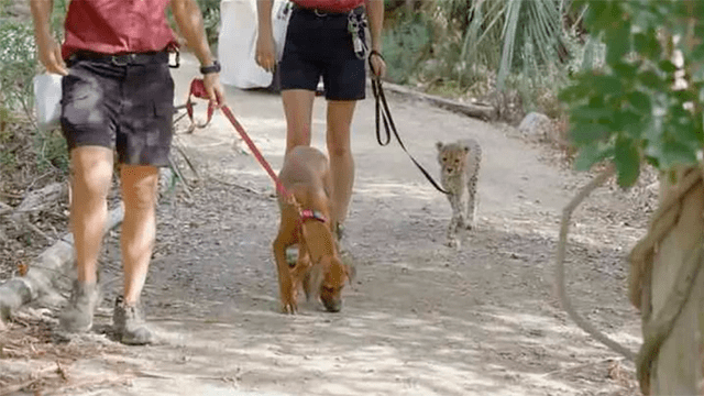 Facebook viral: tierna historia de la amistad entre perro y guepardo emociona a miles de usuarios
