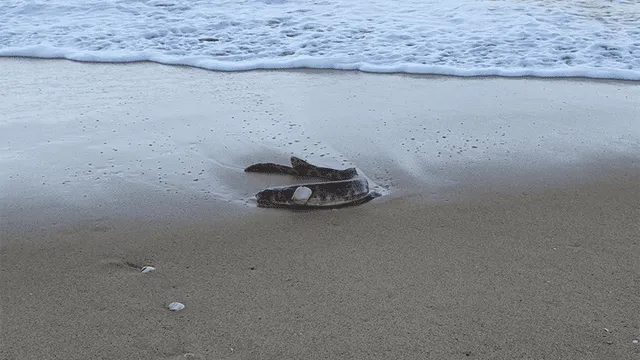 Misteriosa criatura en playa