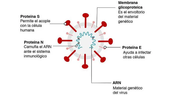 El virus del COVID-19 posee proteínas que sobresalen y le permiten acoplarse a la célula humana. Foto: BBC.