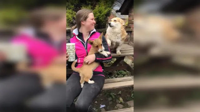 Facebook: Perro exige a su dueña que le haga masajes y miles quedan sorprendidos [VIDEO]