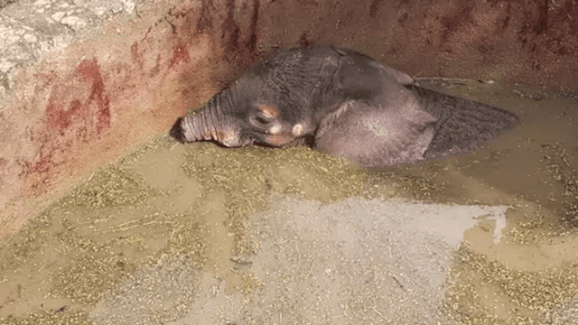 El emotivo rescate de un elefante bebé al que las hienas le comieron su trompa [FOTOS]