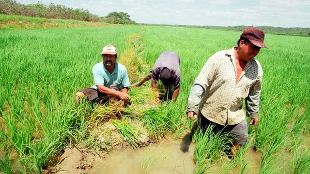 Agricultores Piura