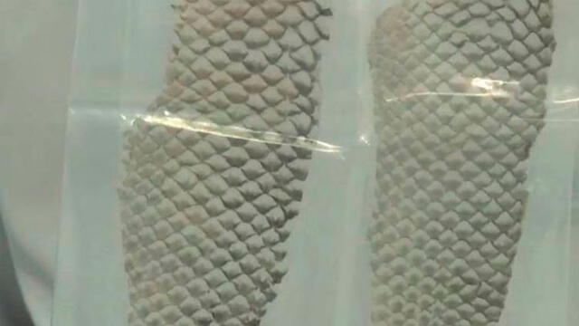 La piel de tilapia, usada en la vaginoplastia. Foto: Difusión.