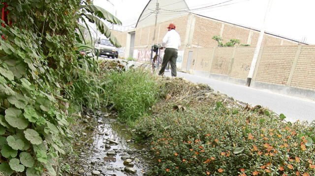 Detectan 33 casos de dengue en distrito limeño de Lurigancho-Chosica [VIDEO]